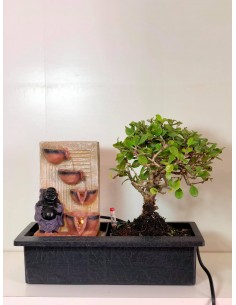 copy of Bonsai Ficus Ginseng