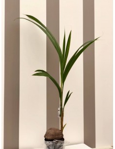 Pianta Cocos nucifera Vaso...