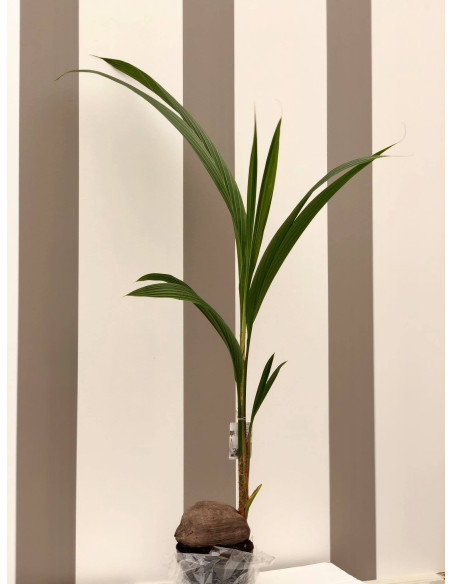 Vendita Pianta di Cocos nucifera-Piante Verdi|Mondo Piante
