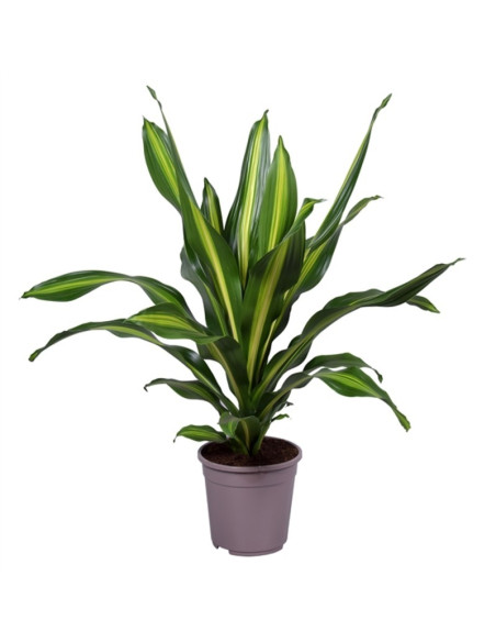 Sale Dracaena Plant-Green Plants | World Plants