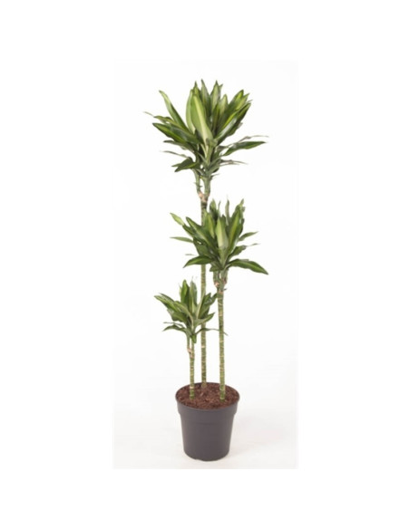 Sale Dracaena Plant-Green Plants | World Plants