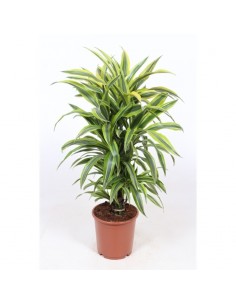 Plant Dracaena fr. Der....