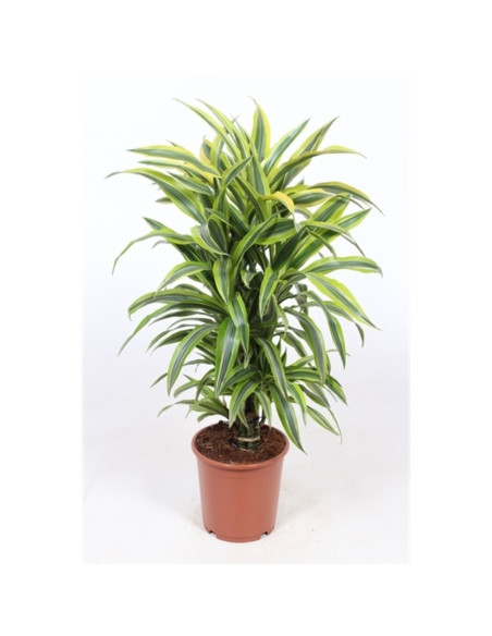 Vendita Pianta Dracaena Lemon Lime  27cm-Piante Verdi|Mondo Piante