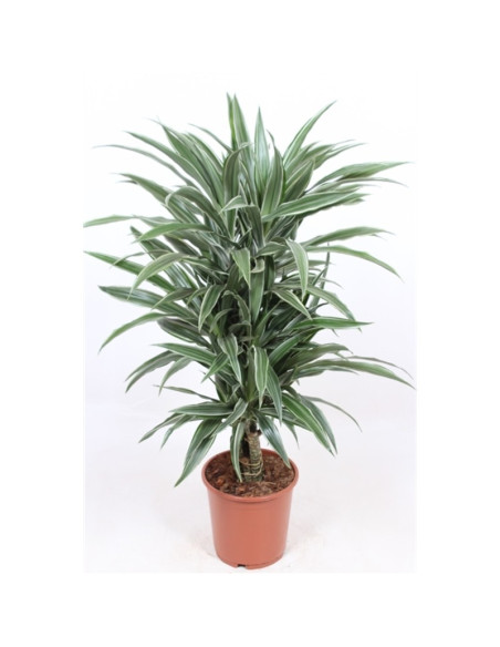 copy of Pianta Aeschynanthus marmoratus