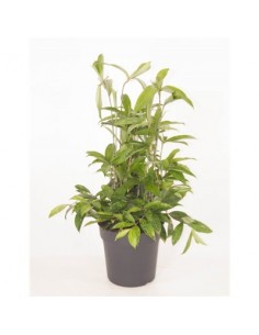 Pianta Dracaena surculosa...