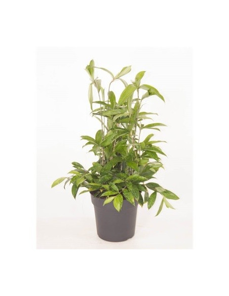 Vendita Pianta Dracaena surculosa 24cm-Piante Verdi|Mondo Piante