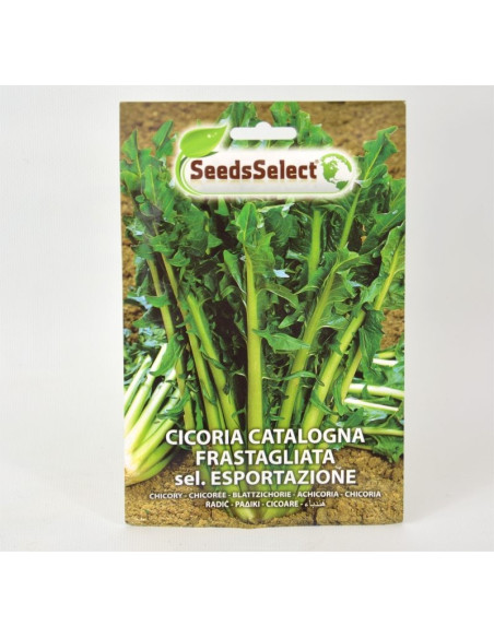 Jagged Chicory Seeds for Sale-Seeds Online | Mondo Piante