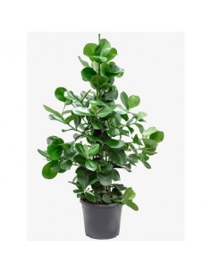 Clusia rosea plant Princess...