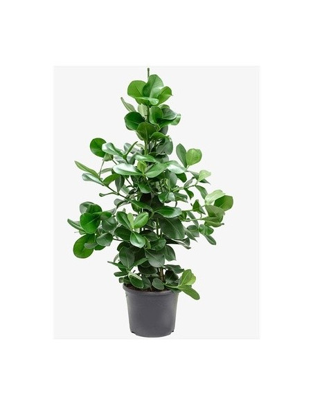Sale Plant of Clusia rosea Princess-Green Plants | Mondo Piantec