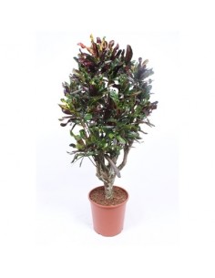 Pianta Codiaeum Vaso 30cm,...