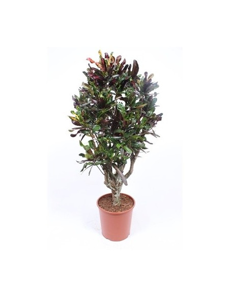 Vendita Pianta Codiaeum Vaso 30cm-Piante Verdi|Mondo Piante