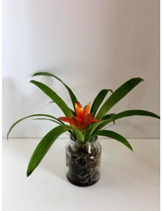 Pianta Bromelia con Vaso in...