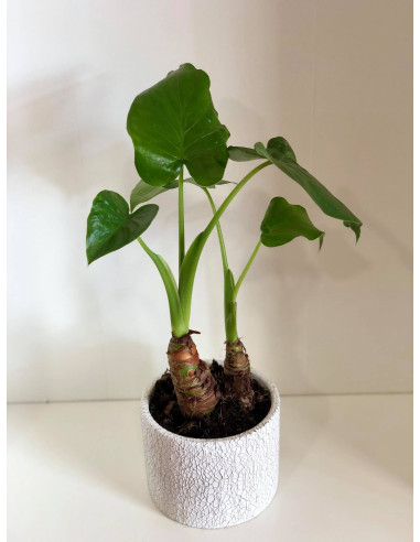 Sale of Alocasia Cucullata Plant - Green Plants | World of Plants