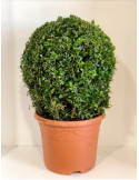 Buxus a palla Vaso 23cm