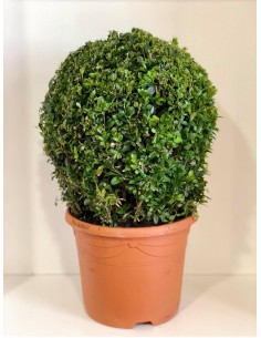 Buxus a palla Vaso 23cm