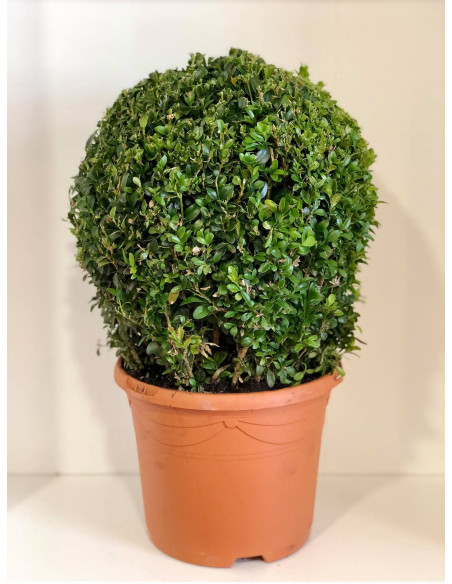 Pianta Buxus a palla-Vendita Piante Da Cespuglio Online |Mondo Piante