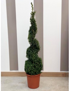 Buxus Special Plant 2