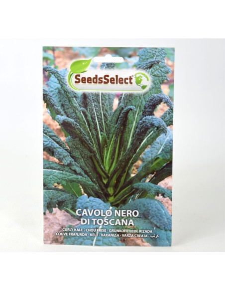 Black Cabbage of Tuscany Seeds for Sale-Seeds Online | Mondo Piante