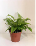 Pianta Dryopteris erythrosora Vaso 12cm