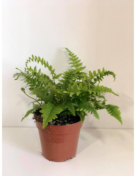 Vendita Pianta Dryopteris Vaso 12cm-Piante Verdi|Mondo Piante