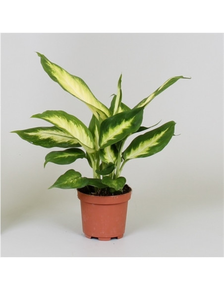 Vendita Pianta Dieffenbachia Camilla Vaso 12cm|Mondo Piante