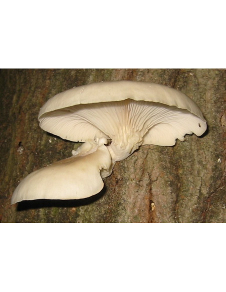 Vendita Semi di Funghi Pleurotus-Semi Particolari |Mondo Piante