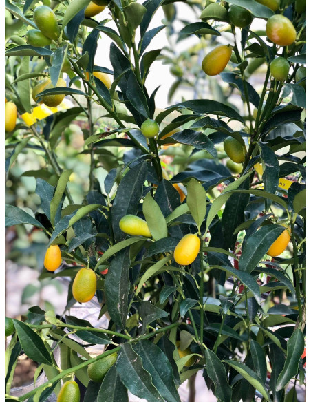 Albero di Mandarino Cinese (Kumquat) 3 Anni | Mondo Piante