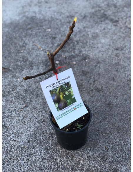 Vendita Albero NANO di Fico - Alberi da Frutto Online |Mondo Piante