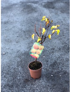 Albero NANO di Albicocco...