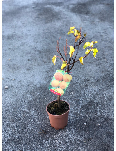 Vendita Albero Nano di Albicocco-Alberi da Frutto |Mondo Piante