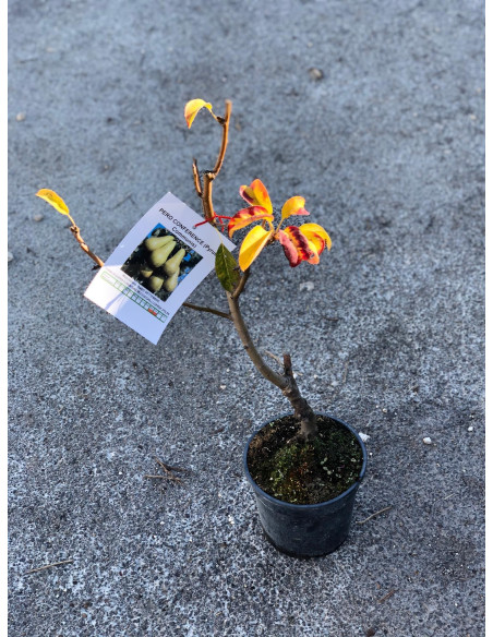 Vendita Albero Pero-Alberi da Frutto Online |Mondo Piante