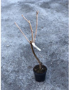 Chestnut Tree