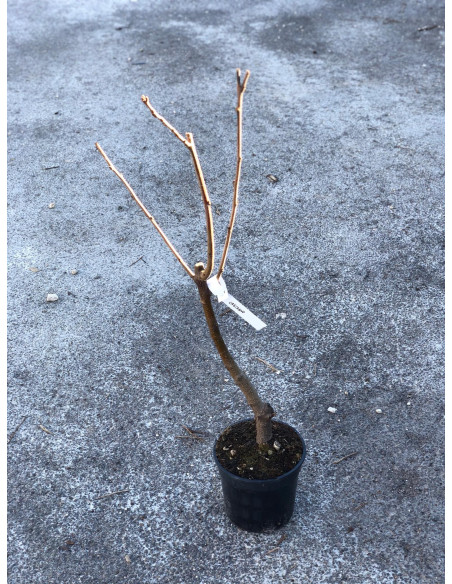 On-line Sale of the Incense plant-Aromatic Plants| Mondo Piante