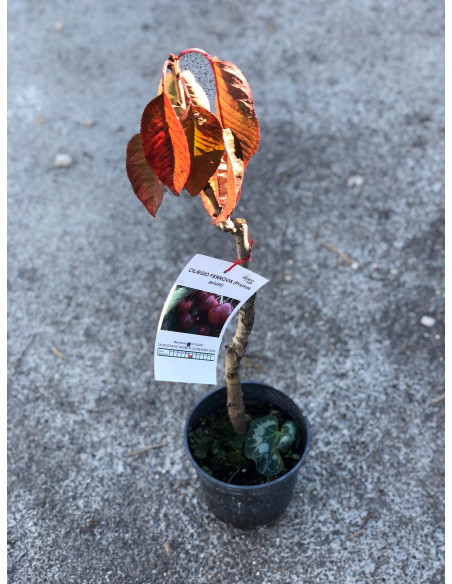 On-line Sale of the Railroad Cherry Tree-Fruit Trees|Mondo Piante