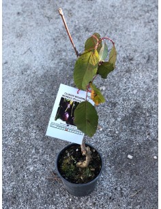Albero NANO di Ciliegio,...