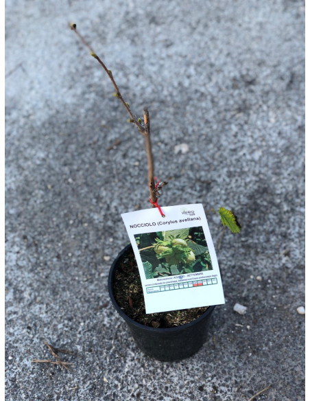 Vendita Albero Nano Nocciolo - Alberi da Frutto Online | Mondo Piante