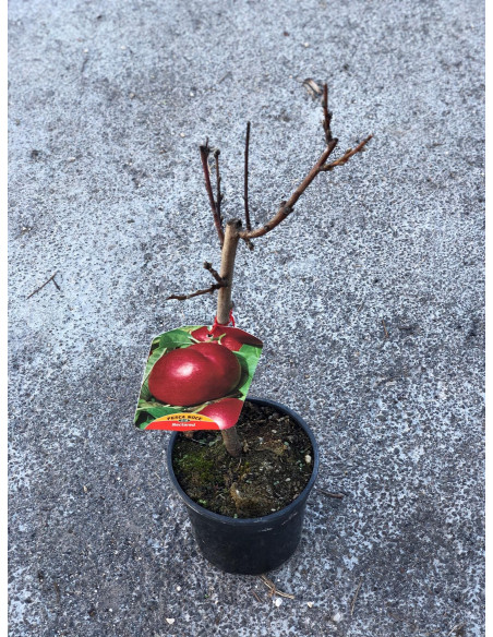 Sale Nectarine Peach Tree - Fruit Trees Online|Mondo Piante