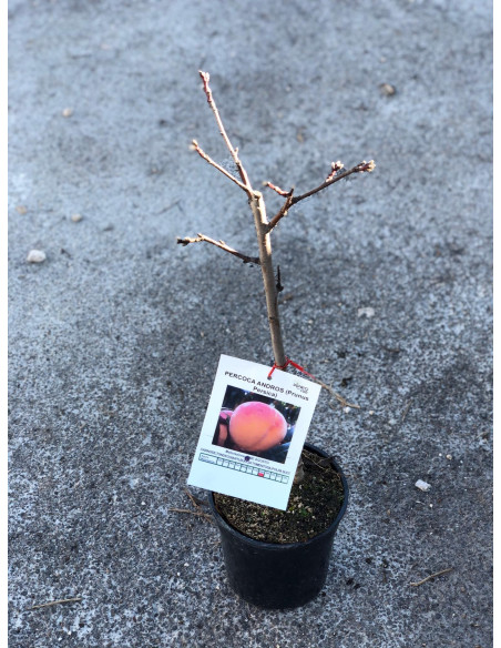 Vendita Albero nano di Pesca Percoca - Alberi da Frutto |Mondo Piante
