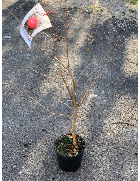 Wonderful Pomegranate Tree - Fruit Trees Online| Mondo Piante