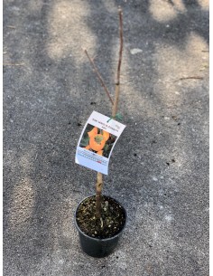 copy of Vanilla persimmon tree