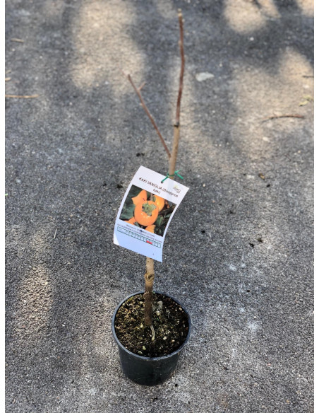 On-line Sale of the Vanilla persimmon tree-Fuit Trees|Mondo Piante