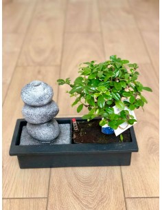 copy of Bonsai Ficus Ginseng