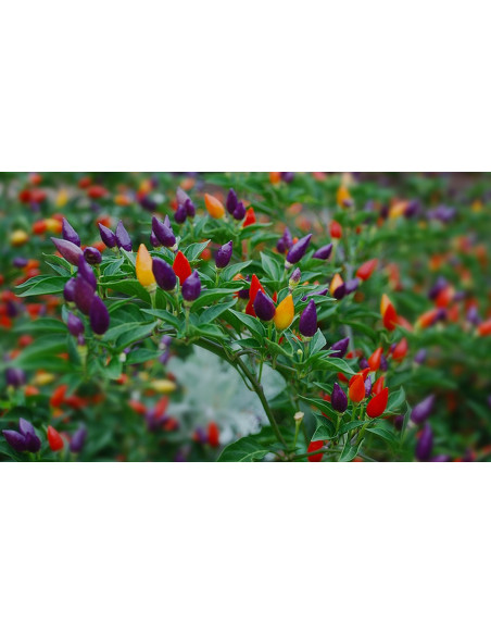 Chilli Pepper in bunches Seeds for Sale-Seeds Online | Mondo Piante