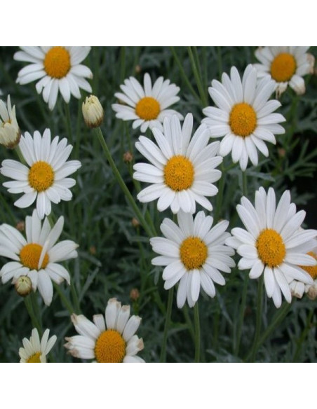 Daisy Plant for Sale - Bush Plants Online | Mondo Piante