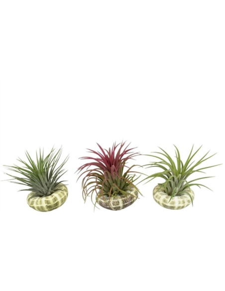 Sale Indoor plant Tillandsia-Green Plants | World of Plants