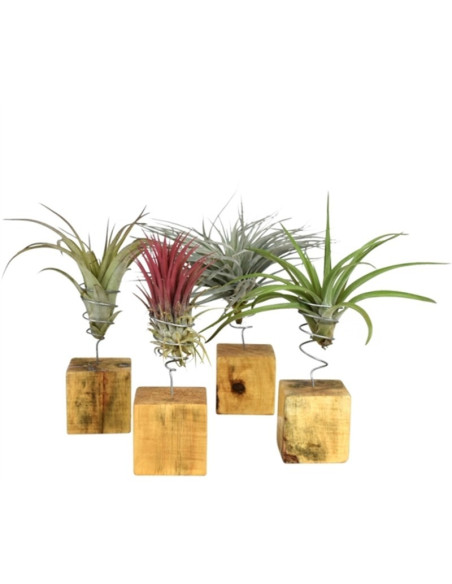 Tillandsia plant on wooden block