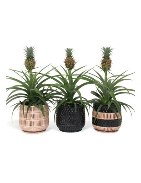 Vendita Pianta dell'Ananas Tribal pot - Alberi da Frutto|Mondo Piante