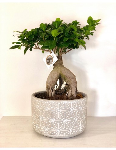 Bonsai Ficus Ginseng, Vaso decorato in cemento