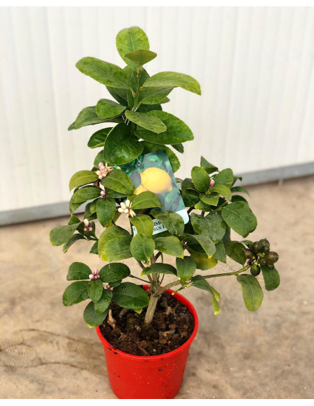 Vendita Albero di Limone Nano - Alberi di Agrumi OnLine | Mondo Piante