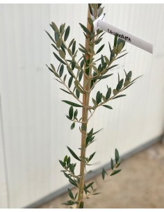 'Leucocarpa' Olive tree 2